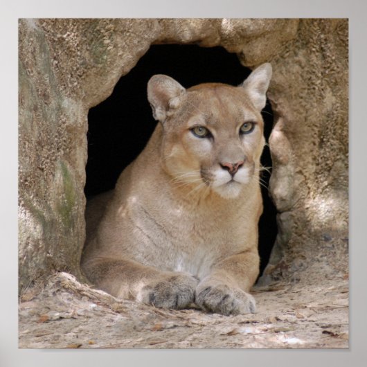 Cougar 012 poster (Vorne)