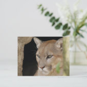 Cougar 013 postkarte (Stehend Vorderseite)