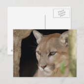 Cougar 013 postkarte (Vorne/Hinten)