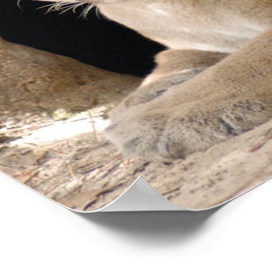 Cougar 014 poster (Ecke)