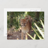 Cougar 020 postkarte (Vorne/Hinten)