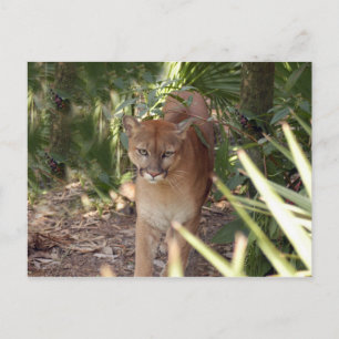 Cougar 020 postkarte