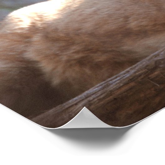 Cougar 1 poster (Ecke)