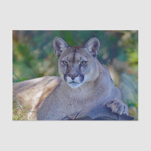 Cougar 2 Tissue Paper Seidenpapier (Vorderseite)