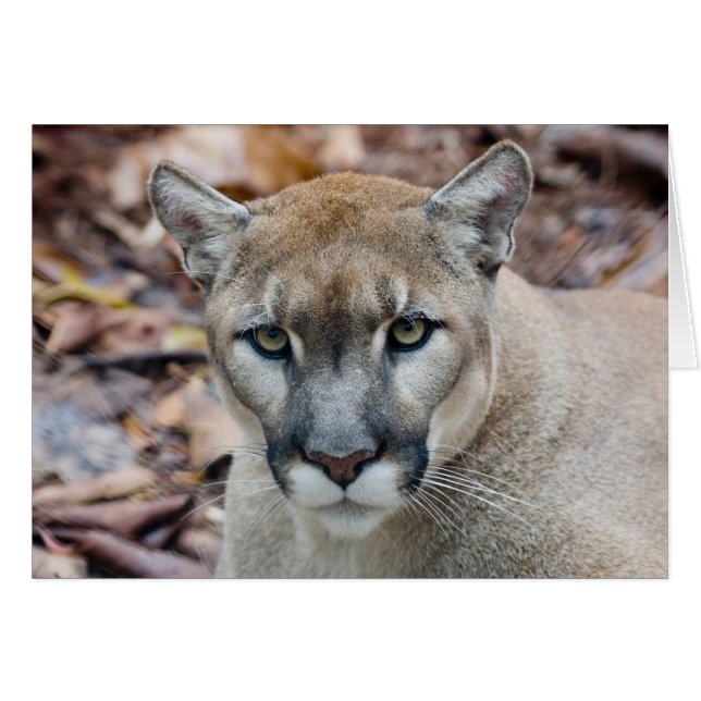 Cougar, Berglöwe, Panther Florida, Puma (Vorderseite (Horizontal))