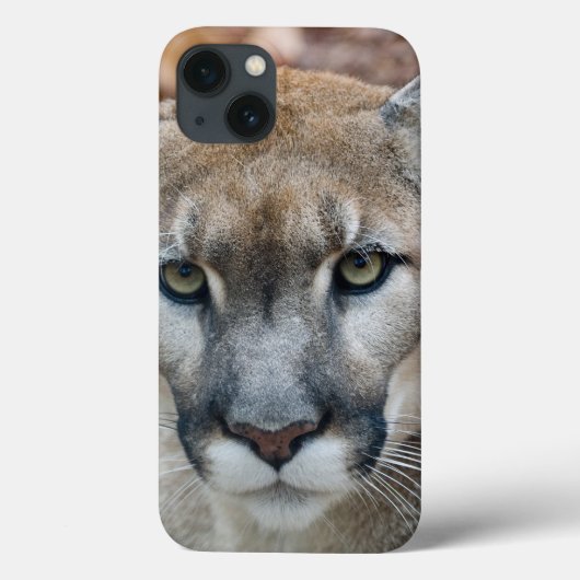 Cougar, Berglöwe, Panther Florida, Puma Case-Mate iPhone Hülle (Rückseite)