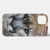 Cougar, Berglöwe, Panther Florida, Puma Case-Mate iPhone Hülle (Rückseite (Horizontal))