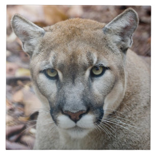 Cougar, Berglöwe, Panther Florida, Puma Fliese