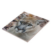 Cougar, Berglöwe, Panther Florida, Puma Fliese (Seite)