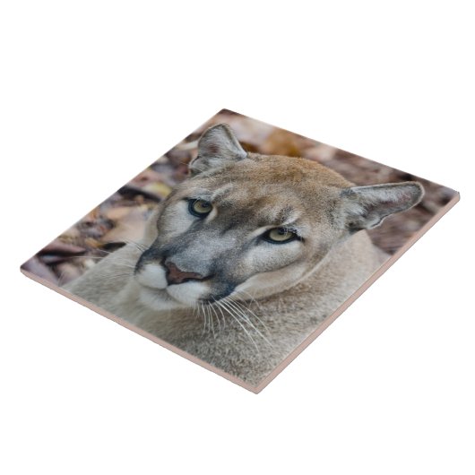 Cougar, Berglöwe, Panther Florida, Puma Fliese (Seite)