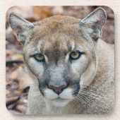 Cougar, Berglöwe, Panther Florida, Puma Getränkeuntersetzer (Vorderseite)