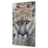 Cougar, Berglöwe, Panther Florida, Puma Klemmbrett (Links)