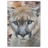 Cougar, Berglöwe, Panther Florida, Puma Klemmbrett (Rückseite)