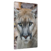 Cougar, Berglöwe, Panther Florida, Puma Klemmbrett (Rechts)
