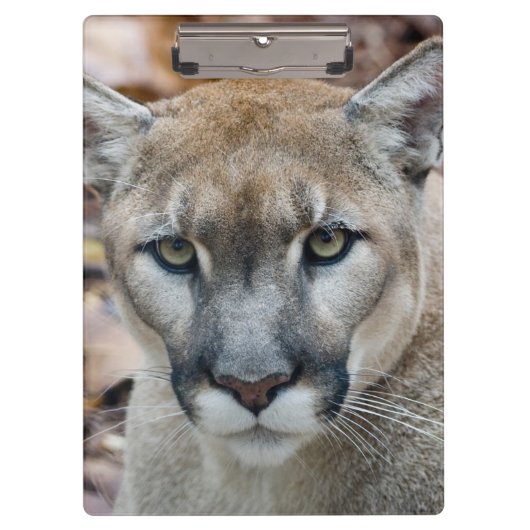 Cougar, Berglöwe, Panther Florida, Puma Klemmbrett (Vorderseite)