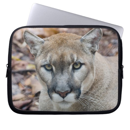 Cougar, Berglöwe, Panther Florida, Puma Laptopschutzhülle (Vorderseite)