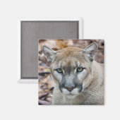 Cougar, Berglöwe, Panther Florida, Puma Magnet (Vorderseite/Rückseite)