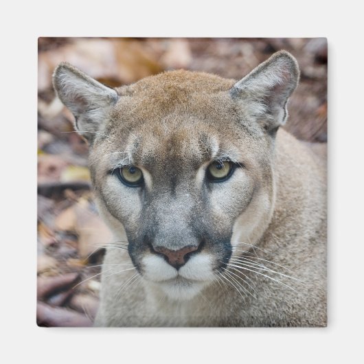 Cougar, Berglöwe, Panther Florida, Puma Magnet (Vorne)