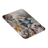Cougar, Berglöwe, Panther Florida, Puma Magnet (Rechte Seite)