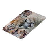 Cougar, Berglöwe, Panther Florida, Puma Magnet (Linke Seite)