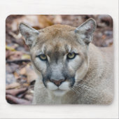 Cougar, Berglöwe, Panther Florida, Puma Mousepad (Vorne)