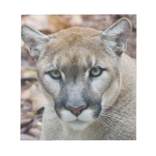 Cougar, Berglöwe, Panther Florida, Puma Notizblock