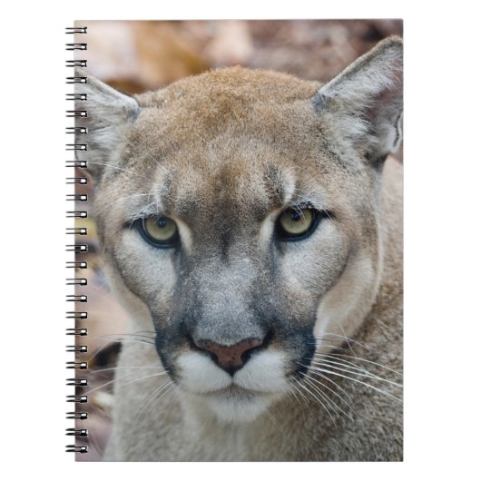 Cougar, Berglöwe, Panther Florida, Puma Notizblock (Vorderseite)