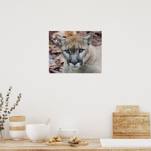 Cougar, Berglöwe, Panther Florida, Puma Poster (Küche)