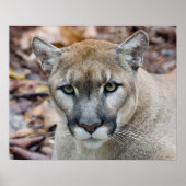 Cougar, Berglöwe, Panther Florida, Puma Poster (Vorne)