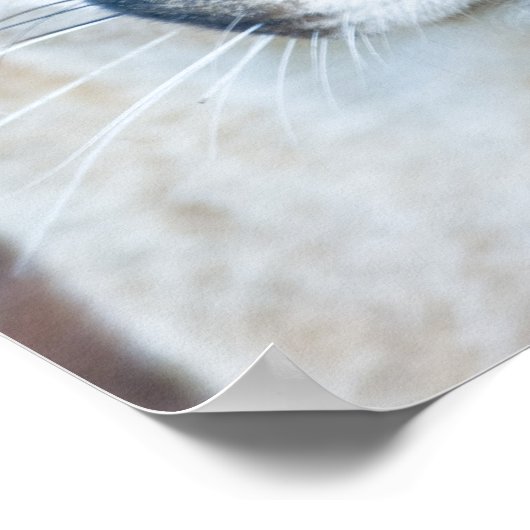 Cougar, Berglöwe, Panther Florida, Puma Poster (Ecke)