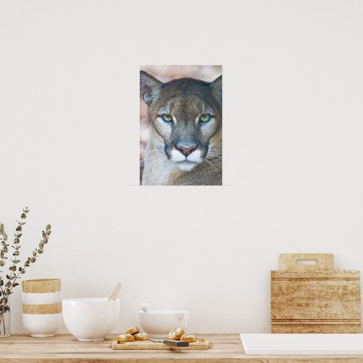 Cougar, Berglöwe, Panther Florida, Puma Poster (Küche)
