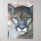 Cougar, Berglöwe, Panther Florida, Puma Poster (Vorne)