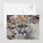 Cougar, Berglöwe, Panther Florida, Puma Postkarte (Vorne/Hinten)