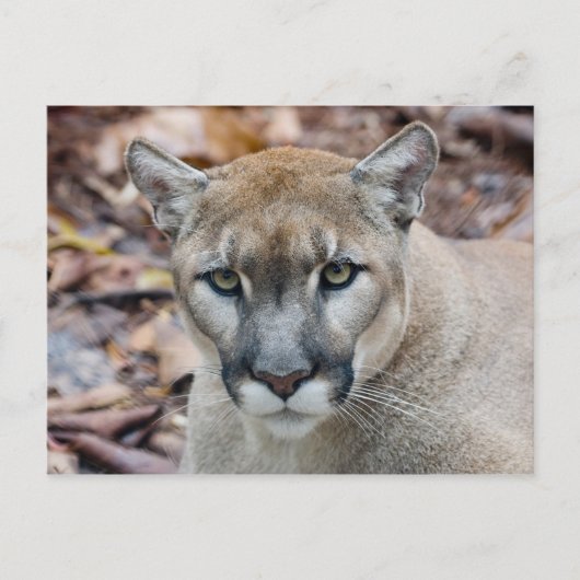 Cougar, Berglöwe, Panther Florida, Puma Postkarte (Vorderseite)