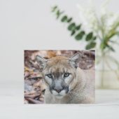 Cougar, Berglöwe, Panther Florida, Puma Postkarte (Stehend Vorderseite)