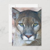 Cougar, Berglöwe, Panther Florida, Puma Postkarte (Vorne/Hinten)