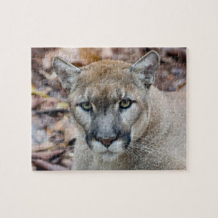Cougar, Berglöwe, Panther Florida, Puma Puzzle