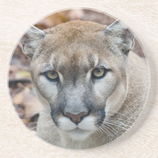 Cougar, Berglöwe, Panther Florida, Puma Sandstein Untersetzer (Vorne)