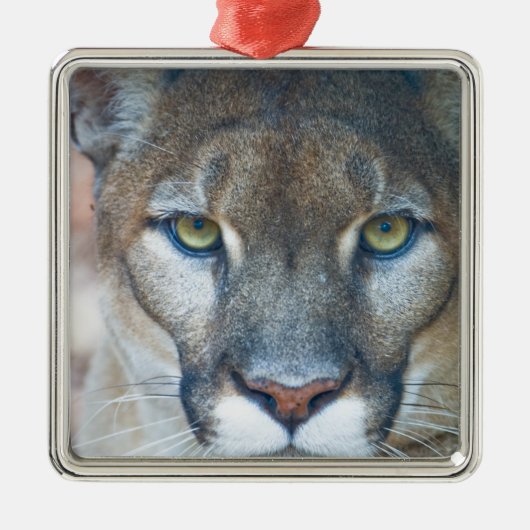 Cougar, Berglöwe, Panther Florida, Puma Silbernes Ornament (Vorne)