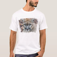Cougar, Berglöwe, Panther Florida, Puma