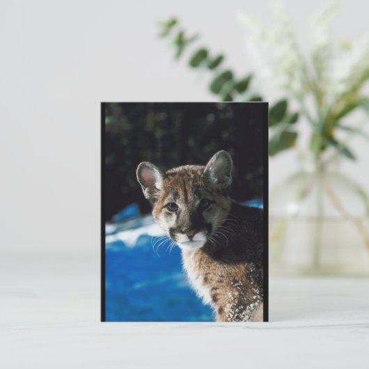 Cougar Cub Postkarte (Stehend Vorderseite)