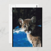 Cougar Cub Postkarte (Vorne/Hinten)