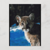 Cougar Cub Postkarte (Vorderseite)