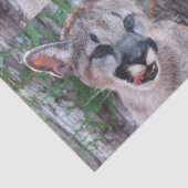Cougar Cub Tissue Paper/Decoupage Paper Seidenpapier (Detail)