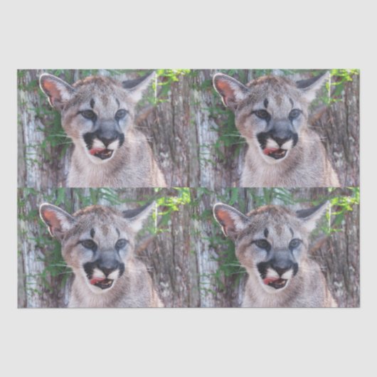 Cougar Cub Tissue Paper/Decoupage Paper Seidenpapier (Vorderseite)