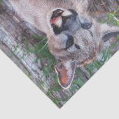 Cougar Cub Tissue Paper/Decoupage Paper Seidenpapier (Detail)