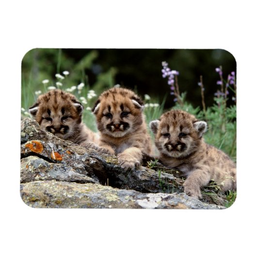 Cougar Cubs Magnet (Horizontal)
