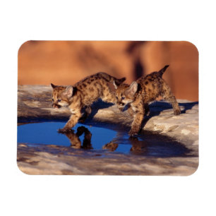 Cougar Cubs Magnet