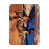 Cougar Cubs Magnet (Vertikal)