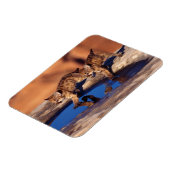 Cougar Cubs Magnet (Linke Seite)